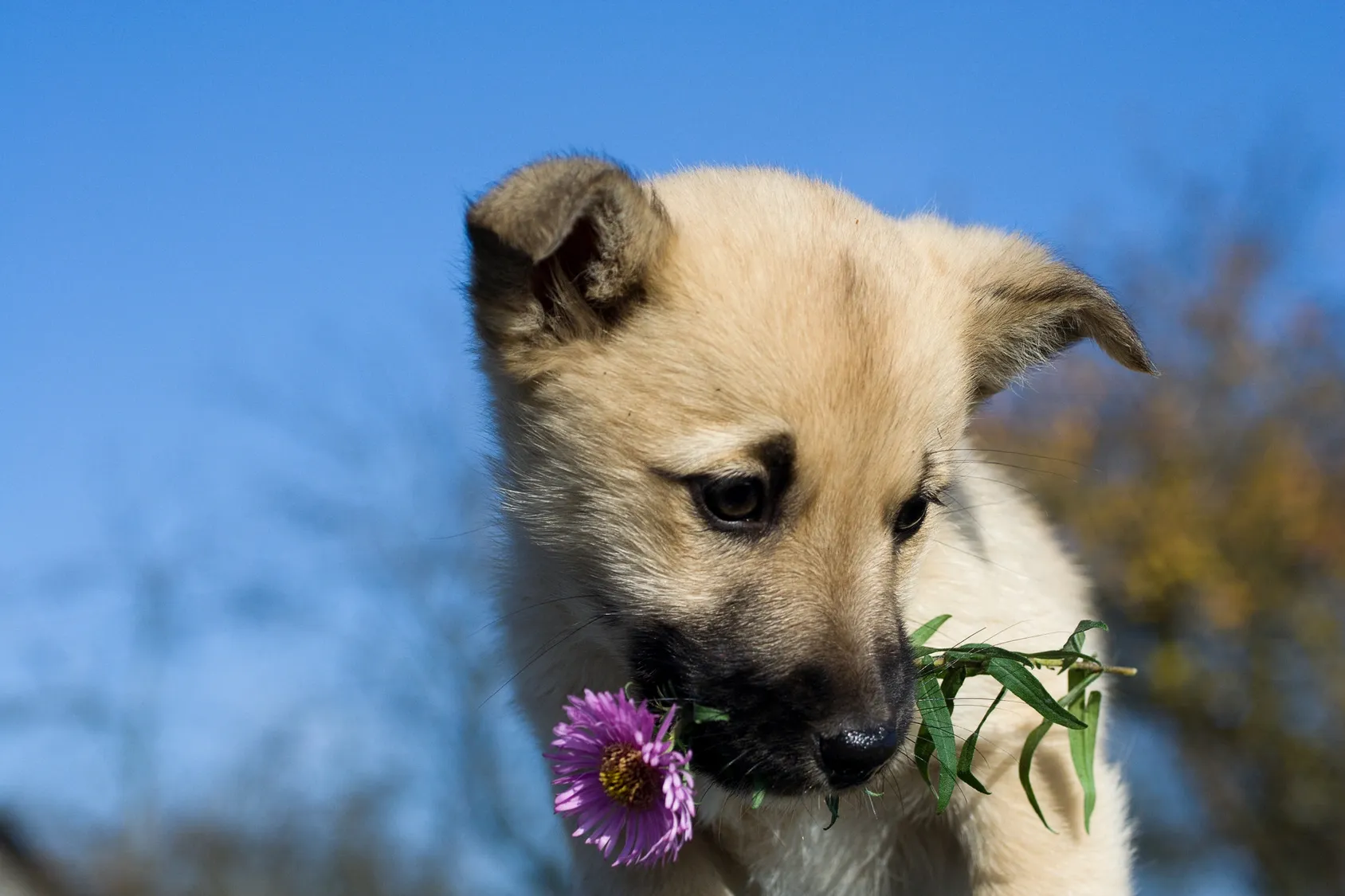 A puppy holding onto a purple flower in its mouth.